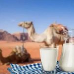 تاثیر شیر این حیوان بر درمان آسم کشف شد