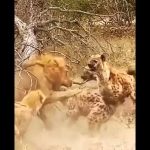 نبرد بی‌امان شیر با کفتارها در جنگل