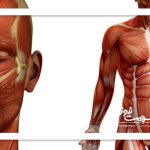 سلامت این ارگان پیری را به تعویق می‌اندازد