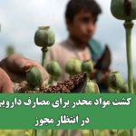 کشت مواد مخدر برای مصارف دارویی در انتظار مجوز