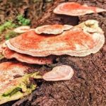 با این قارچ جنگلی سرطان زمین گیر شد