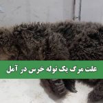 علت مرگ یک توله خرس در آمل