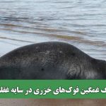 مرگ غمگین فوک‌های خزری در سایه غفلت