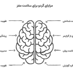فواید گردو برای مغز