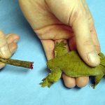 ترمیم نخاع؛  مارمولک‌ها چگونه دُم خود را بازسازی می‌کنند؟