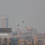 در آلودگی هوا چه بخوریم و چه نخوریم؟