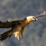 دیده شدن همای سعادت در شهرک اکباتان تهران+ عکس