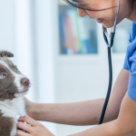 بیماری‌های انگلی داخلی در سگ‌ها (کرم‌های روده‌ای)