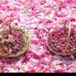 عربستان گل محمدی ایران را به نام خود ثبت کرد!