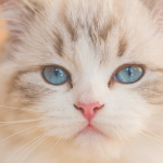 پرکاری یا کم‌کاری تیروئید در گربه‌ها