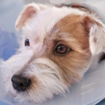 افسردگی و اضطراب در سگ‌ها