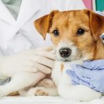 چطور با یک کلینیک حرفه‌ای، سلامت حیوان خانگی‌تان را تضمین کنید