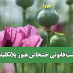 کشت قانونی خشخاش هنوز بلاتکلیف!